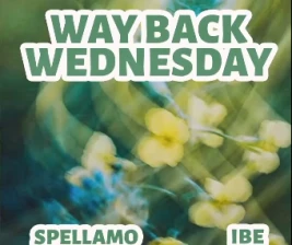 SHAMROCK JAKARTA  WAY BACK WEDNESDAY