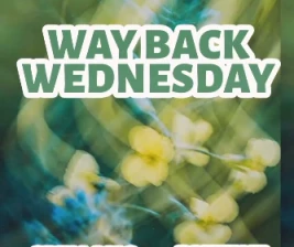 SHAMROCK JAKARTA  WAY BACK WEDNESDAY